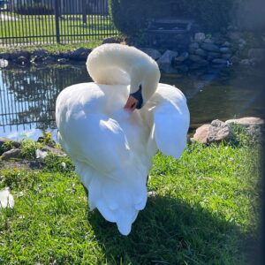 Swan in Park