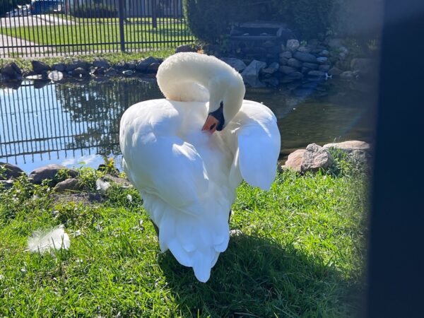 Swan in Park